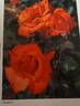Glengarry rose photo