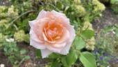 Johann Strauss rose photo