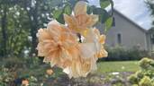 Paule Massad rose photo
