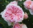 KO 09/2210-03 rose photo