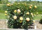 KO 11/7123-01 rose photo