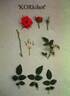 KORkihot rose photo