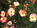 RADfifth rose photo