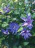 C. 'Jenmar' clematis photo