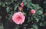 MEIswetdom rose photo