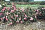 MEIswetdom rose photo