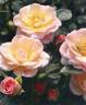 Scrivjean rose photo