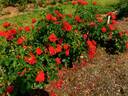 KORoutofko rose photo