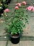 KORtangwal rose photo