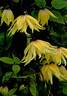 Golden Dream clematis photo