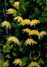 Golden Dream clematis photo