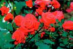 Noa16079 rose photo