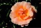 RUIri0091A rose photo