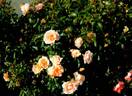 RUIri0091A rose photo