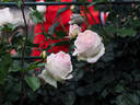 12.13058.5 rose photo