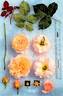 AUSgray rose photo