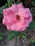 Criterion rose photo