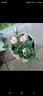 Baby Jewel rose photo