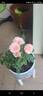 Baby Jewel rose photo