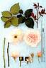 AUSimage rose photo