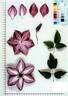 UTOP013 clematis photo