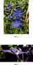 Zo11112 clematis photo