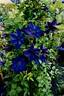 Zo11112 clematis photo