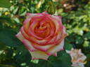Aruba rose photo