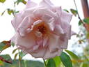 Eminence ® rose photo