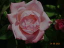 Sight Saver rose photo