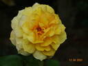 Landora ® rose photo