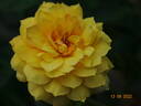 Landora ® rose photo