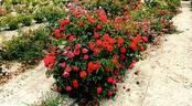 SPROflored rose photo