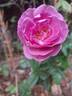 Bossuet, Aigle de Meaux rose photo