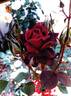 GRAnib rose photo
