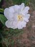 Malvern Hills ® rose photo