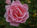 Eterna Giovinezza rose photo
