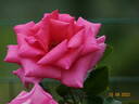 Fragrance rose photo