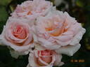 Johann Strauss rose photo