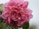 Kralj Alexander I rose photo