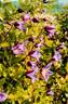Zo08171 clematis photo