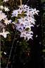 Zo08159 clematis photo