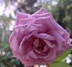 Mamy Blue ® rose photo
