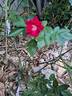 Merveille des Rouges rose photo