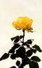 KORone006 rose photo