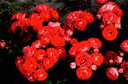 KORteidros rose photo
