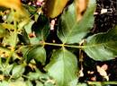 KORteidros rose photo