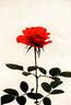 KORone001 rose photo
