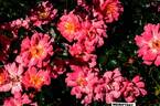 MEIriftday rose photo