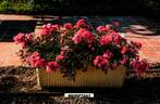 MEIriftday rose photo
